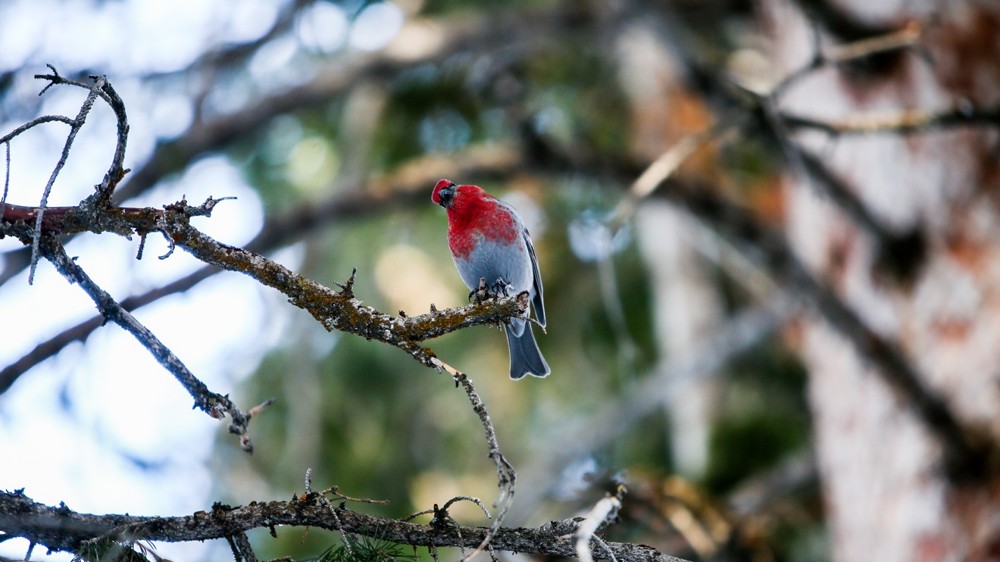 Winter Birdwatching at Utah's Ski Resorts