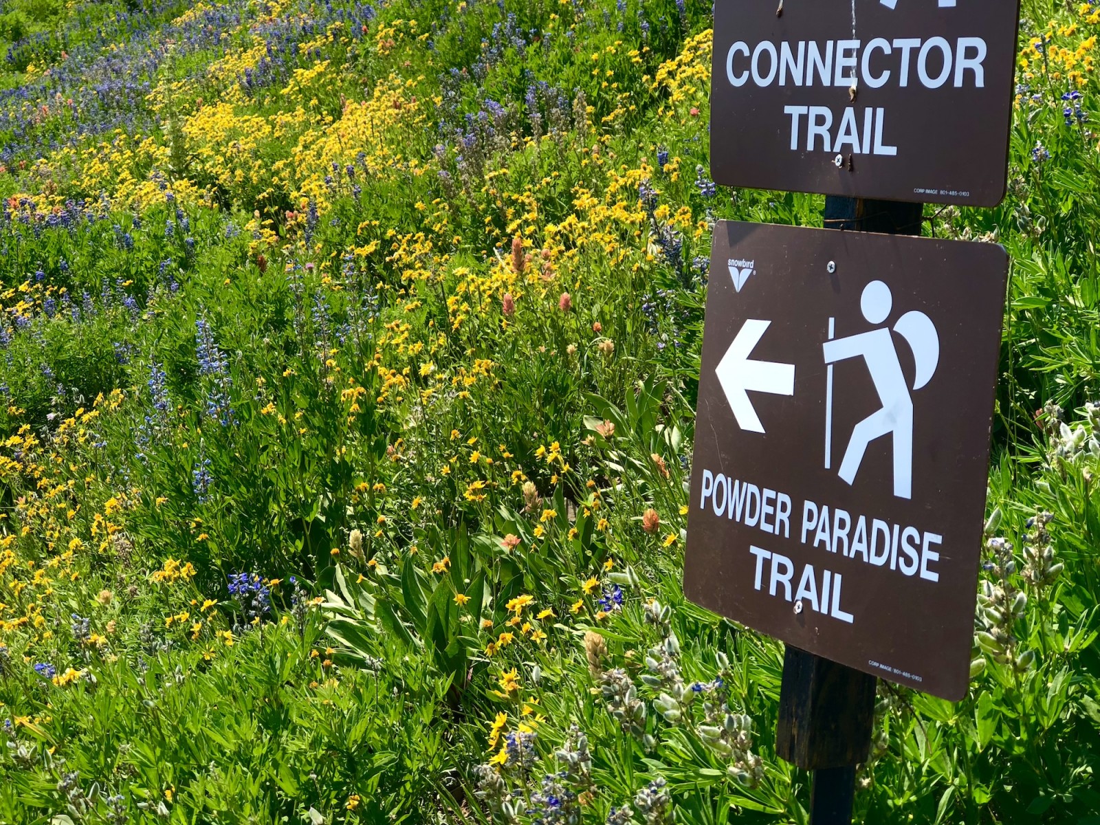 snowbird_mineral_basin_wildflowerspng