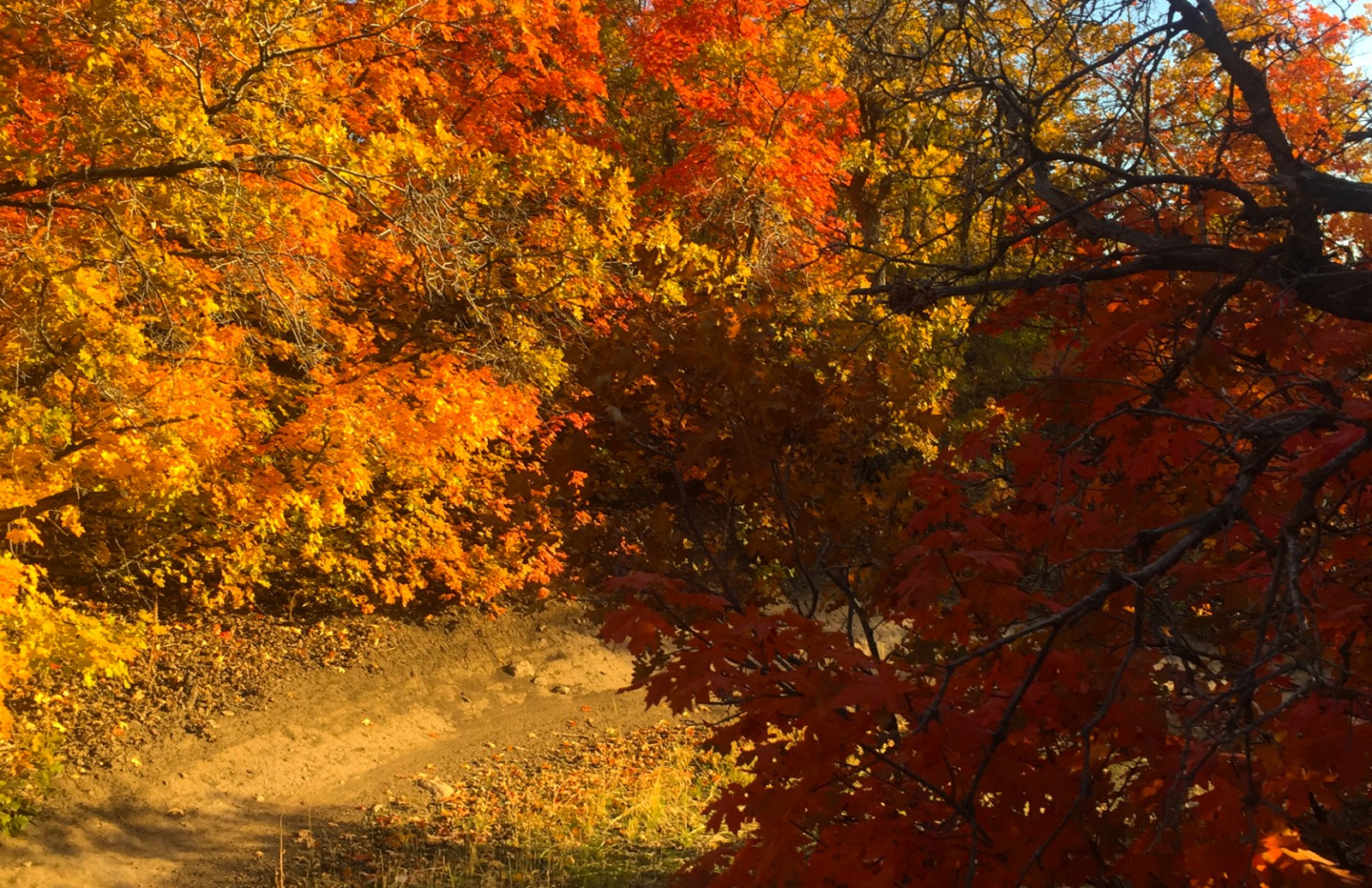 fall-mountain-biking-in-utahpng