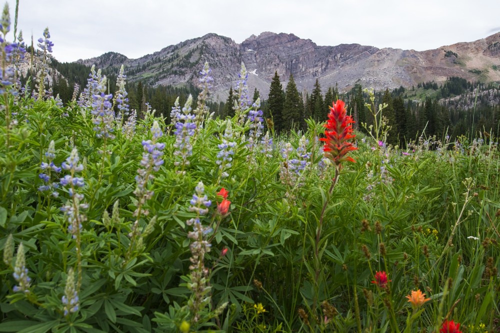 Full Festival Roundup for August and September at Utah's Resorts